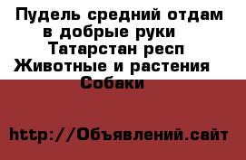 Пудель средний отдам в добрые руки  - Татарстан респ. Животные и растения » Собаки   